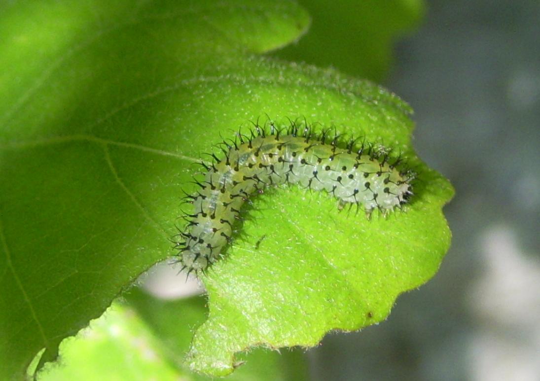 Bruchetto da ID - Periclista sp.